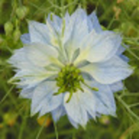 Meet your Posher, Ami - Picture 1 of 1